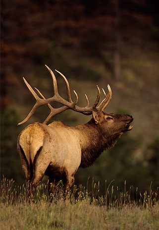 elk 4